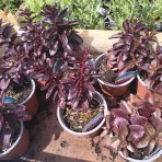 Rozchodník veľký (Sedum telephium) ´DARK MAGIC´ kont. C1L
